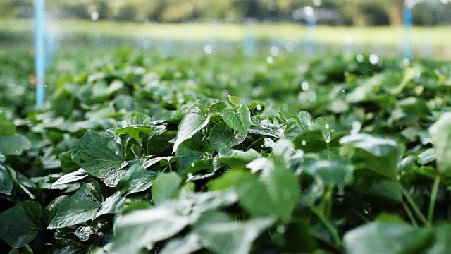 洒水车和菜场
