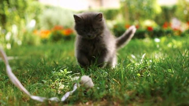 小猫在草地上玩耍