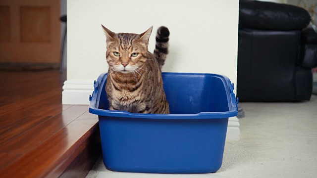 详情图-4K猫使用猫砂盒-股票视频