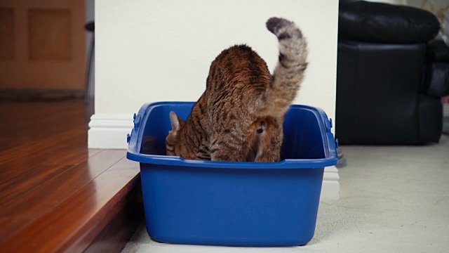 详情图-4K猫使用猫砂盒-股票视频