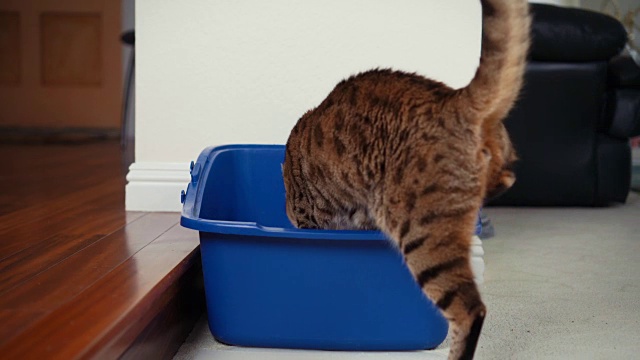 详情图-4K猫使用猫砂盒-股票视频