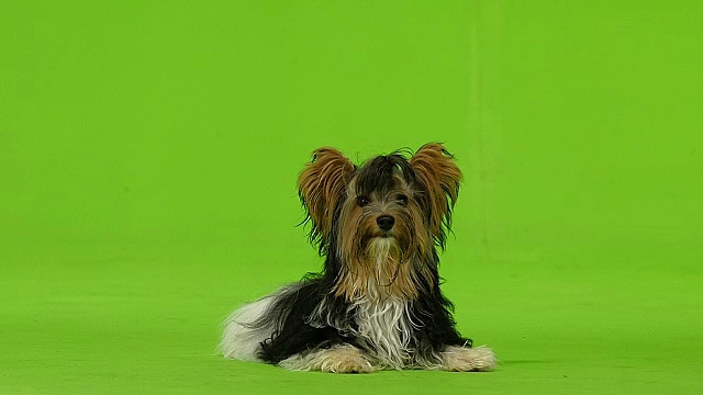 约克郡犬想喝酒。绿色的屏幕。慢动作
