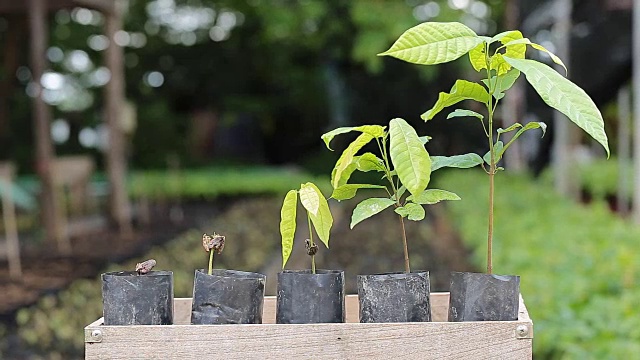 农场种植的小可可树