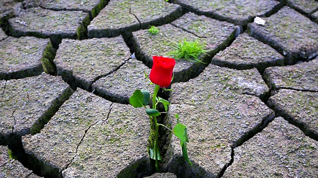 美丽的鲜红玫瑰从干燥、龟裂、贫瘠的土地上绽放出来
