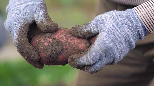 农民手里拿着的是生物产物土豆，手上的土豆沾满了泥土。概念生物学，生物制品，生物生态学，种植蔬菜，素食，自然清洁，新鲜产品
