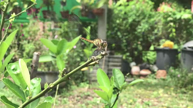 花园里的黄色蜻蜓，动作超慢