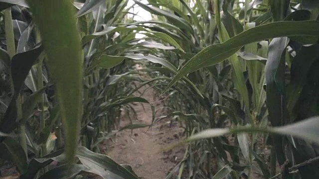 一个人正走在玉米植株之间的小路上