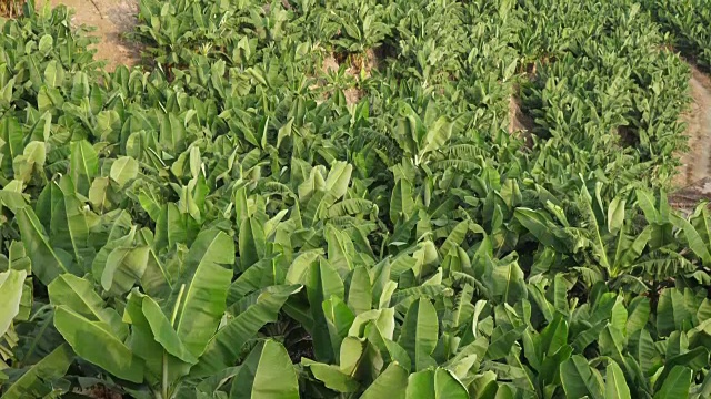 香蕉树种植园