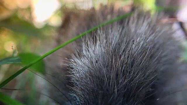 大自然中可爱的刺猬。在花园里觅食的欧洲刺猬(欧洲刺猬)。刺猬生活在林地、农田和郊区