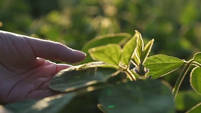 绿豆叶在手。慢动作