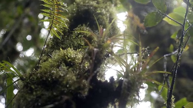 苔藓和树枝上滴着水