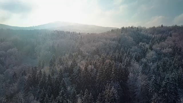 空中近距离观察在下雪的冬天的早晨飞过令人惊叹的雾蒙蒙的混合森林