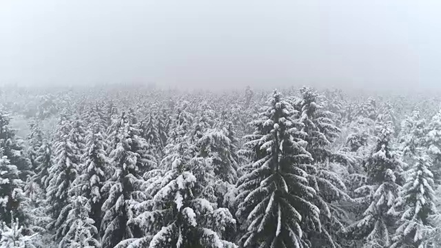 在多雾的冬日，空中飞过白雪覆盖的白色云杉森林