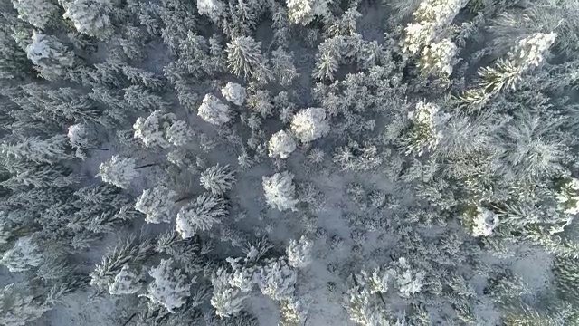 在阳光明媚的冬日，在新雪中飞过广阔的云杉森林