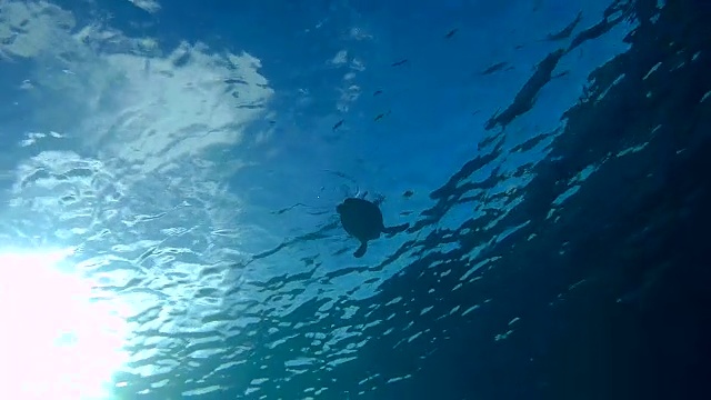 在加勒比海水下游泳的海龟