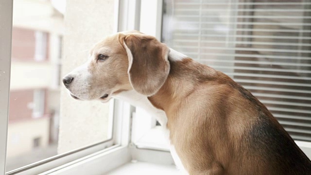 小猎犬望着窗外的街道，期待着它的主人回家