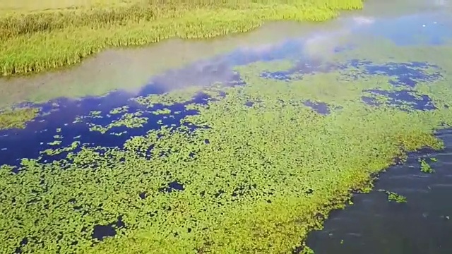 罗马尼亚多瑙河三角洲地区一个有特定湿地水生植被的淡水湖