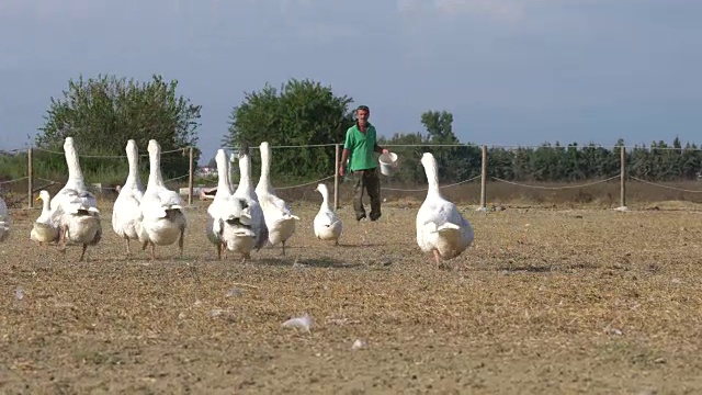 这个年轻人在农场里喂动物