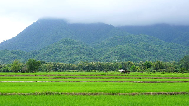 稻田和山景