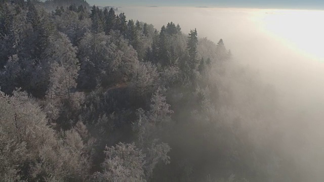 空中飞行在白色的冰冻的冬天森林包裹在早晨的浓雾和薄雾