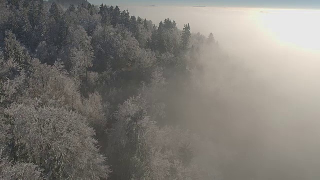 详情图-空中飞行在白色的冰冻的冬天森林包裹在早晨的浓雾和薄雾