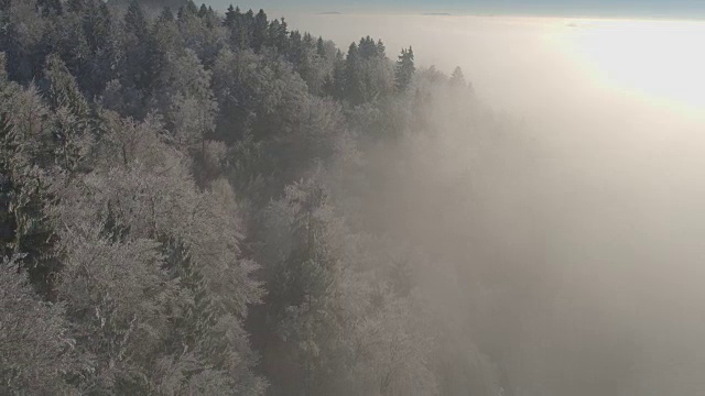 详情图-空中飞行在白色的冰冻的冬天森林包裹在早晨的浓雾和薄雾