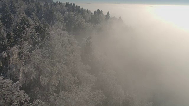 详情图-空中飞行在白色的冰冻的冬天森林包裹在早晨的浓雾和薄雾