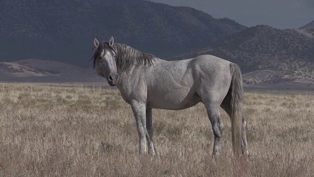 犹他沙漠的野马