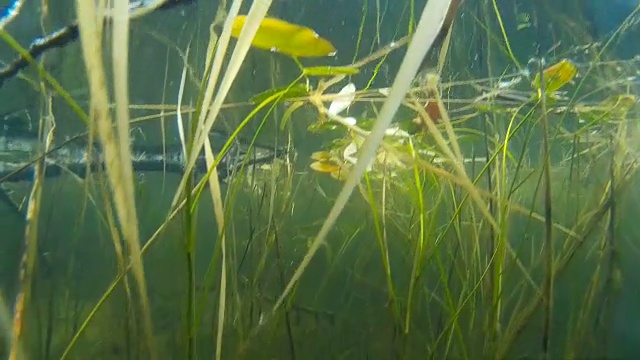 北梭子鱼挂在水柱上，特写。