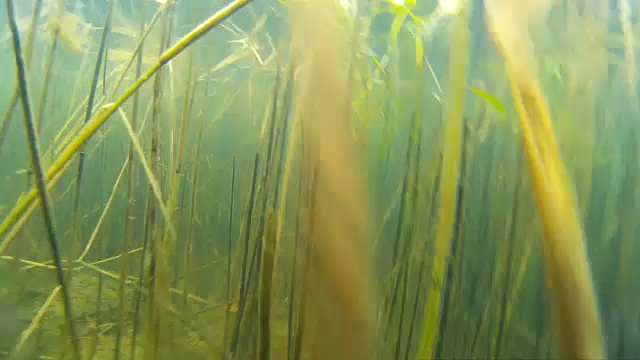 详情图-北梭子鱼挂在水柱上，特写。