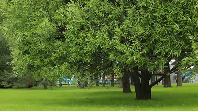 詳情圖-夏天城市公園里的樹綠草