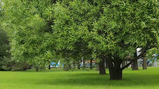 詳情圖-夏天城市公園里的樹綠草