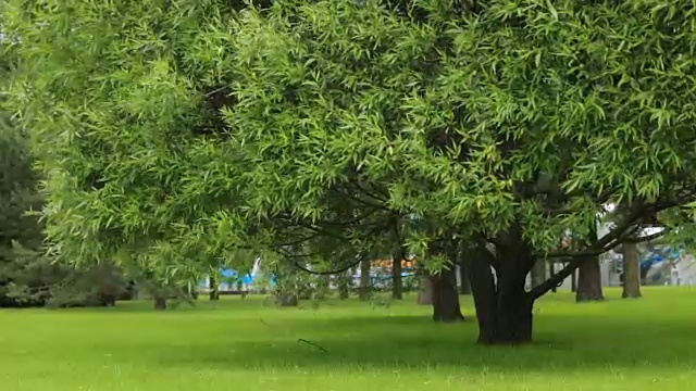 詳情圖-夏天城市公園里的樹綠草