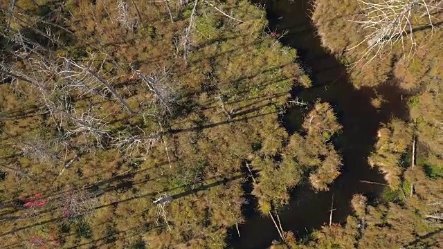 空中蜿蜒的河流，阳光灿烂的沼泽地，覆盖着枯死的光秃秃的树木