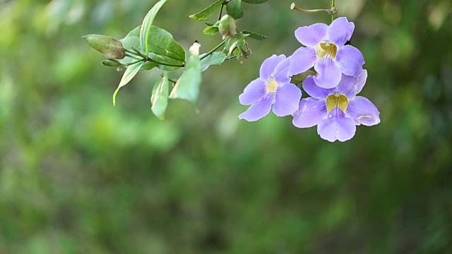 木匠蜜蜂