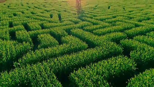 無人機拍攝的賓夕法尼亞州波科諾斯地區(qū)巨大的萬圣節(jié)玉米迷宮的空中全景視頻