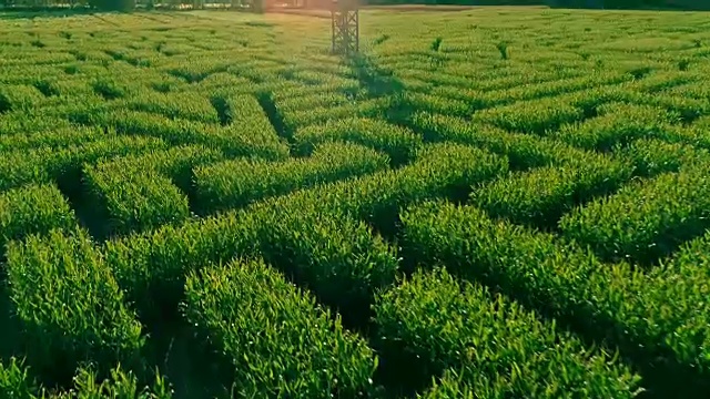 詳情圖-無人機(jī)拍攝的賓夕法尼亞州波科諾斯地區(qū)巨大的萬圣節(jié)玉米迷宮的空中全景視頻
