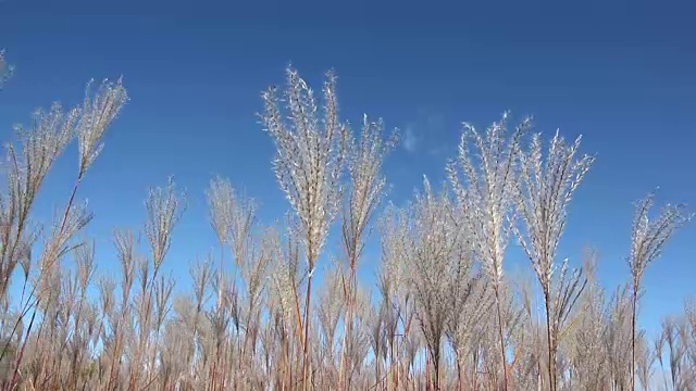 羽毛草在秋天的蓝天上随风摇摆