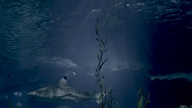 水下的海藻和鱼在水族馆