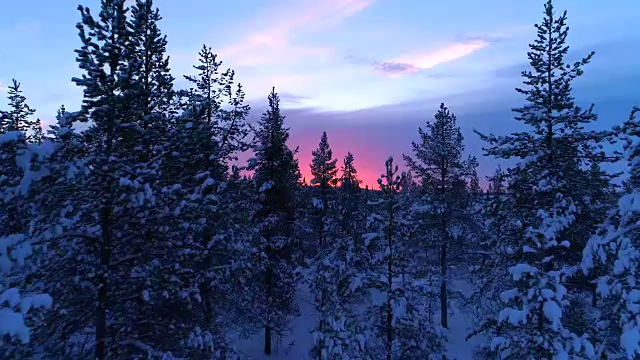 航拍:在美丽的冬季日落中，飞过白雪覆盖的云杉森林的树梢