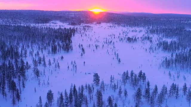 眩晕效应:白雪皑皑的松树林后的粉色冬日夕阳