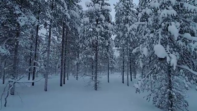 鸟瞰图:在冬日里飞过覆盖着新雪的神秘松林