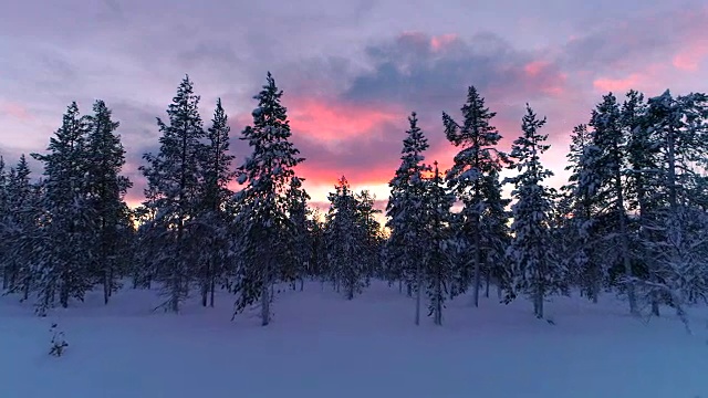 在冬季日落时，空中飞过覆盖着新雪的松树林