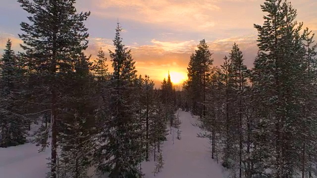 空中近距离飞行槽雪薄雾云杉森林在金色的冬天日出