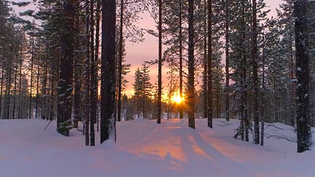 空中特写:在金色的夕阳下飞过冬天森林里积雪的松树