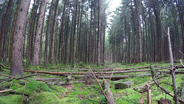 针叶林与云杉木材和苔藓在自然公园Spessart，云杉，云杉，巴伐利亚，4K