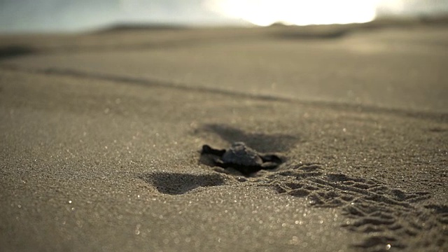 海龟保护区