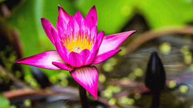 荷花盛开在池塘里，时光流逝