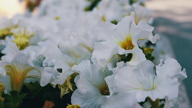 城市街道花坛上美丽娇嫩的牵牛花