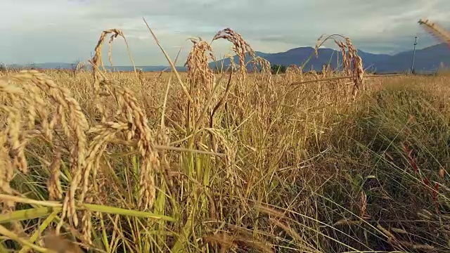 麦田，小麦，水稻，黑麦